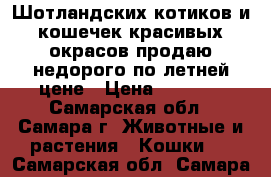 Шотландских котиков и кошечек красивых окрасов продаю недорого по летней цене › Цена ­ 1 500 - Самарская обл., Самара г. Животные и растения » Кошки   . Самарская обл.,Самара г.